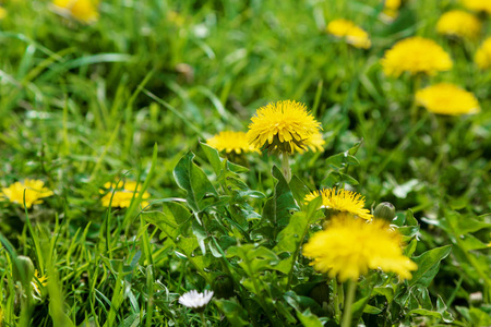 蒲公英生长图片