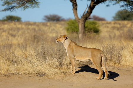 自然栖息地中警惕的狮子图片