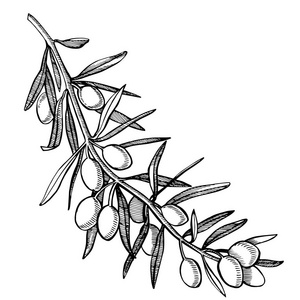 成熟的橄榄枝上浇满了油.农贸市场菜单设计.有机食品海报.