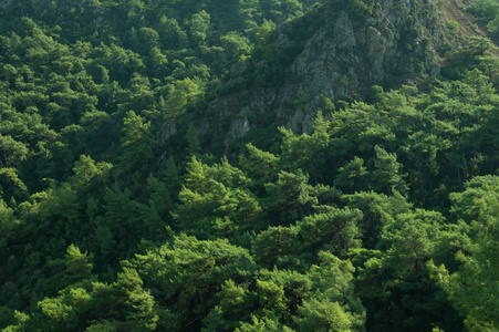 茂密绿色森林背景的山图片