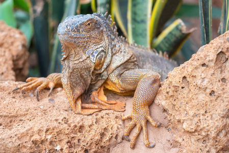 沙漠中一只橙色鬣蜥的特写镜头.照片