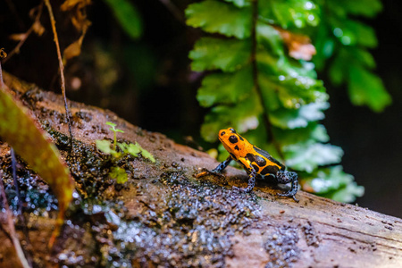 毒镖蛙,一种产于秘鲁亚马逊雨林的橙蓝色有毒动物照片
