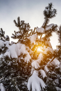 雪地里的人字形图片