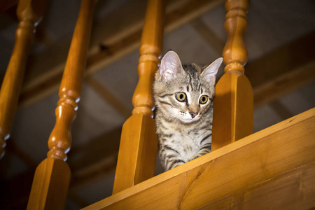 淘气小猫图片-淘气小猫素材-淘气小猫插画-摄图新视界