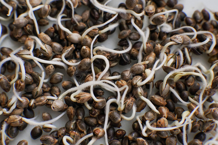 正在生长的蔬菜上海青图片