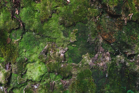 天然青苔墙背景图片