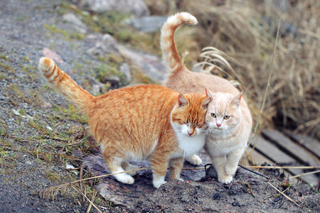 两只小猫一起玩图片