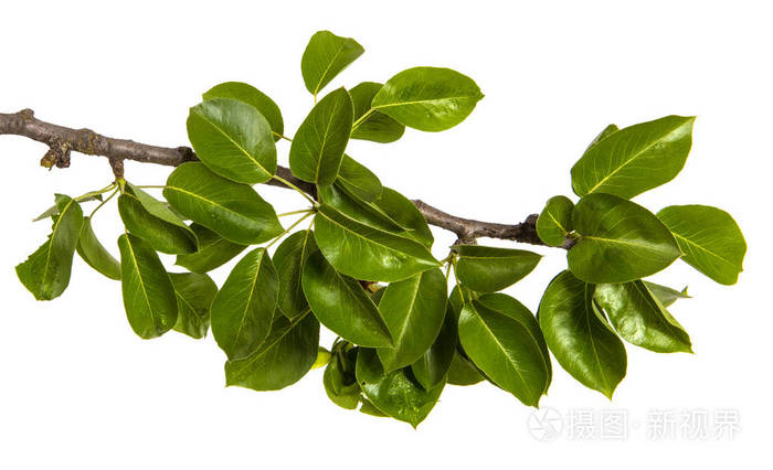 绿叶梨树的树枝白背隔离