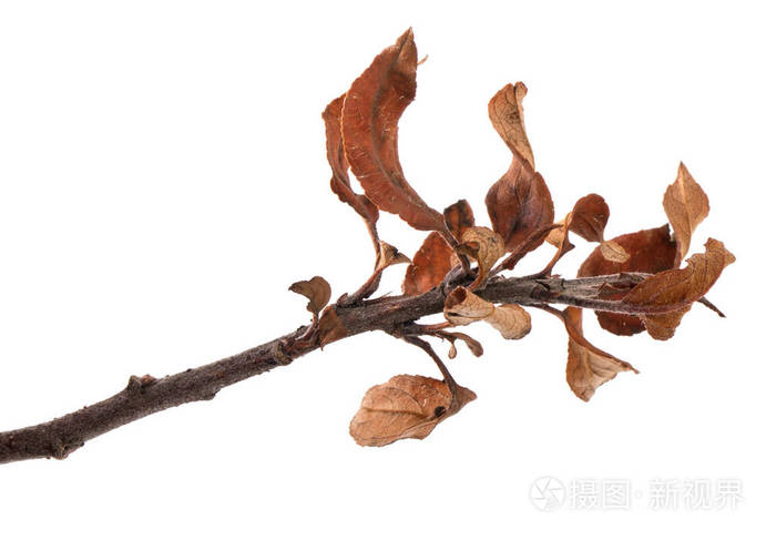 苹果树枝干黄色的叶子孤立在白坝上