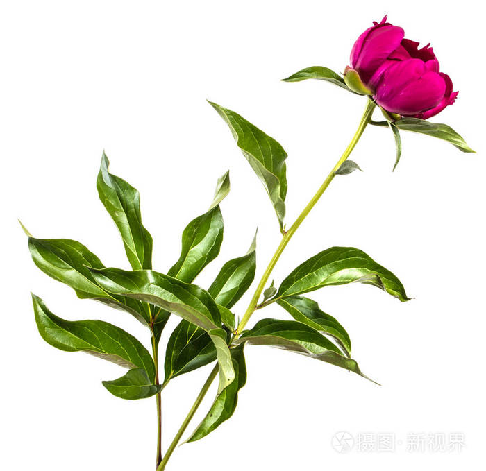白底红牡丹花照片 正版商用图片2i1bug 摄图新视界