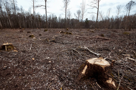 森林砍伐的问题图片