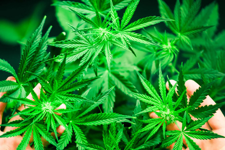 大麻合法化图片 大麻合法化素材 大麻合法化插画 摄图新视界