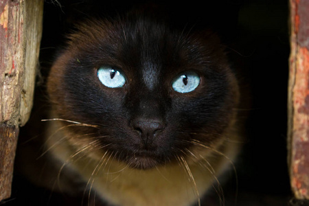 黑猫的眼睛图片 黑猫的眼睛素材 黑猫的眼睛插画 摄图新视界