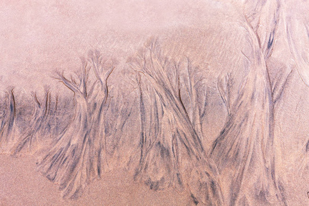 低潮时沙滩上的树型图片