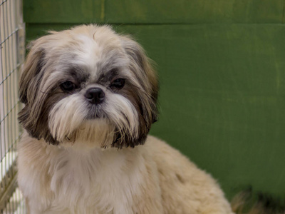 白色棕色小狮子狗.训练有素的狗.软聚焦照片