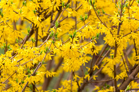 自然界树上的黄花图片