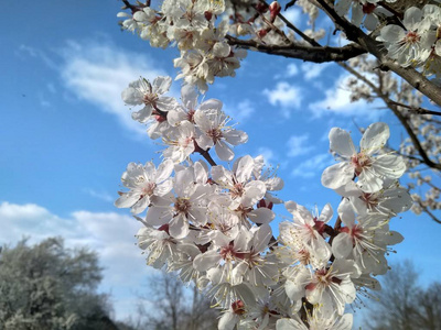 枝头开白花杏树图片