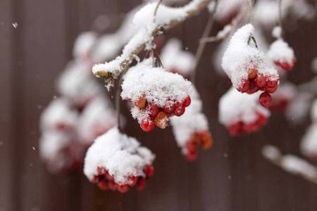 雪地红叶图片蔬菜图片