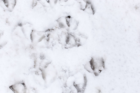 鸟在雪中的脚印雪中的鹅脚印作为背景照片