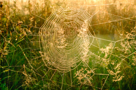 多彩的蜘蛛网图片