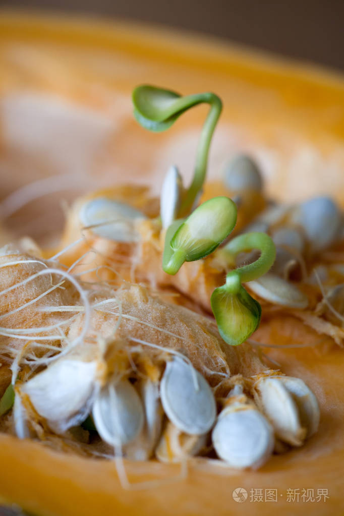 南瓜种子发芽和切南瓜纤维特写