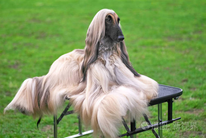 阿富汗猎犬优雅长毛狗特写