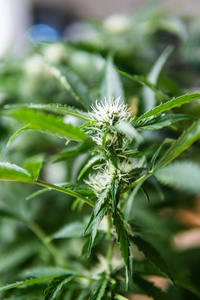 大麻花图片 大麻花素材 大麻花插画 摄图新视界