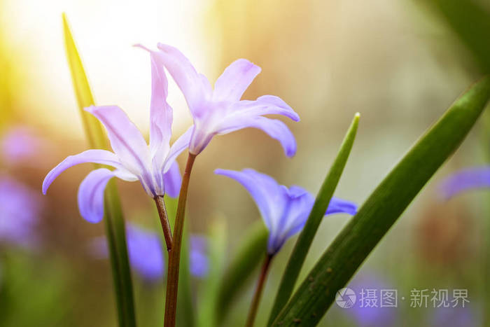 花草春天自然风景野生丁香花在草地的背景下,阳光明媚的天空.