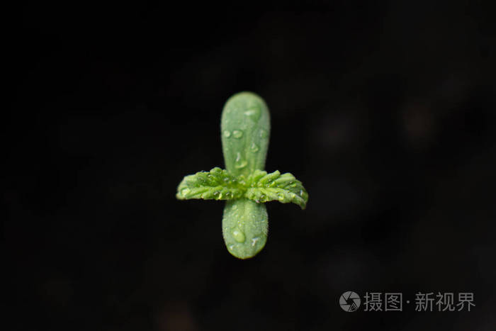 幼苗的一种小植物。闭合。秧苗在地上晒太阳，阶段性地种植。在室内种植。