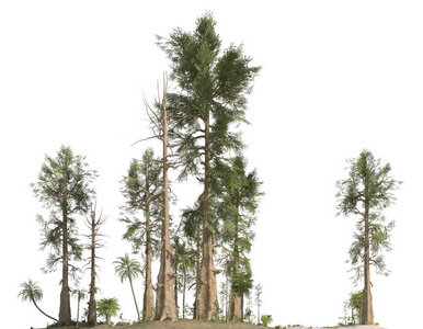 中生代森林孤立的白色背景三维插图照片