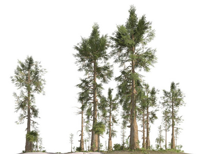 中生代森林孤立的白色背景三维插图照片