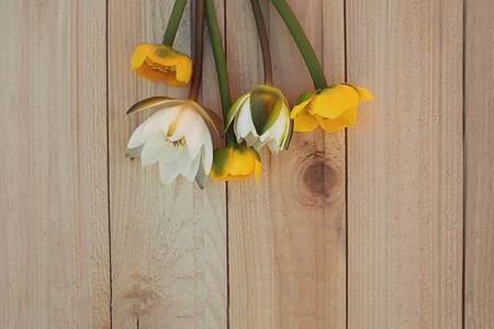 黄白相间的花图片大全