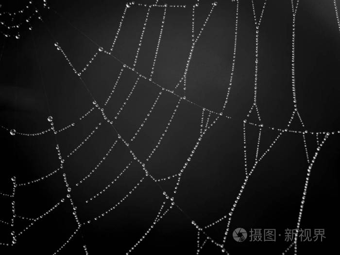 雨滴 陷阱 纹理 插图 露水 金属 蛛网 自然 蜘蛛 网状物