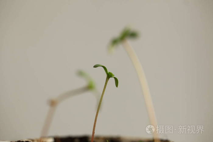 农业 作物 药物 生长 医学 新的 中央商务区 植物学