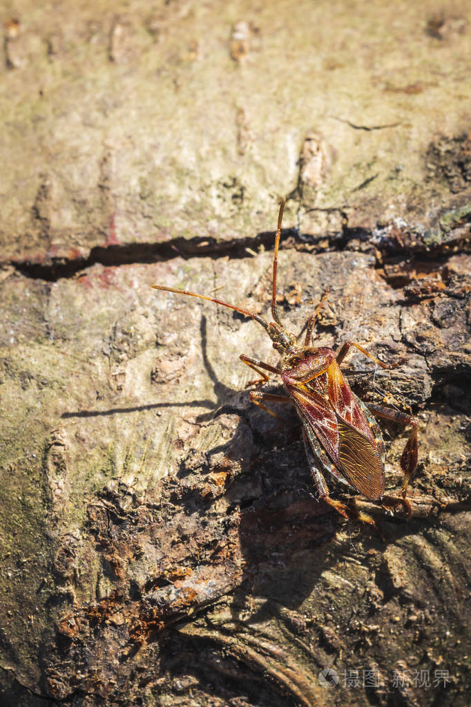 西部针叶树种子虫西柔龙山楂