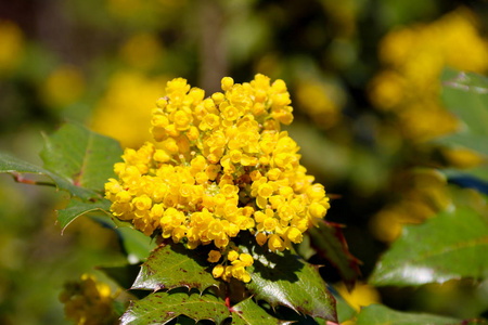 十大功劳是小檗科开花植物的一种,原产于北美西部.照片