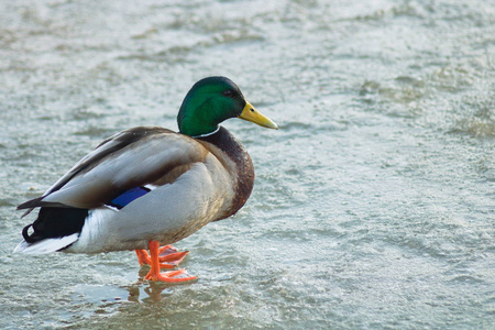 绿头鸭在冰上行走图片