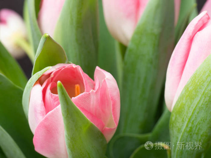 春季背景与粉红色郁金香祝贺概念