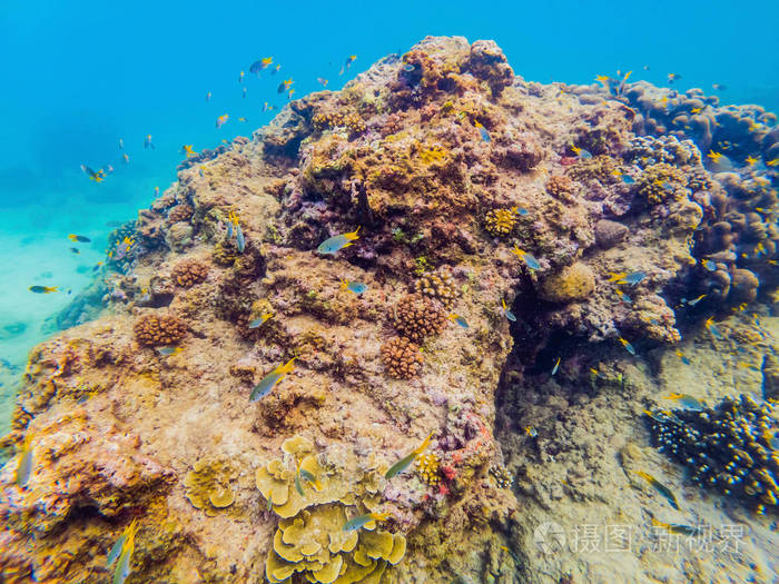 许多鱼海怪和海洋生物植物和珊瑚在海底附近的海床上用沙子和石头做成