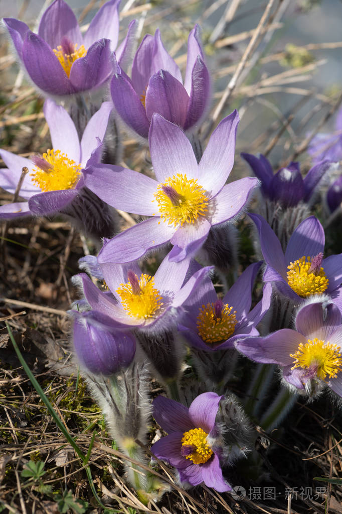 春天野生雀花的特写镜头