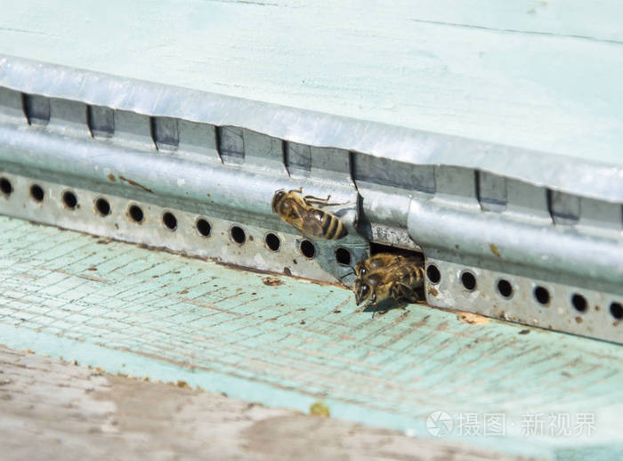 家庭 嗡嗡声 蜂巢 黄蜂 昆虫 农场 动物 危险 花蜜 翅膀