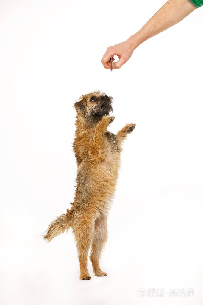 漂亮的小狗在跳舞觅食