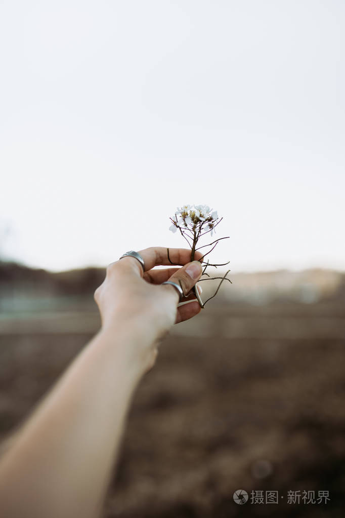 春天夕阳下戴着戒指的女人手抓着野白花