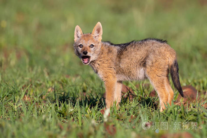 孤独的黑背豺狼幼崽站在矮绿色的草丛里对前男友说