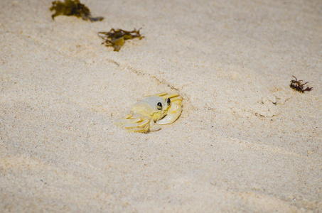 大西洋幽灵蟹,玛丽亚·法林哈照片