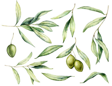 水彩画绿橄榄,叶和枝集.