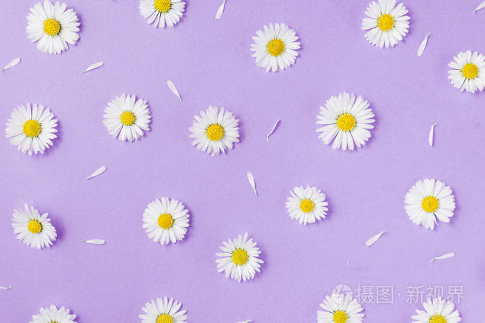 花卉构成由洋甘菊制成的图案花瓣在淡紫色的背景上春夏概念平面布置俯
