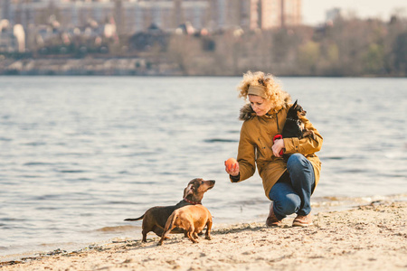 成年,老年白人妇女与三只狗饲养腊肠和手玩具梗.