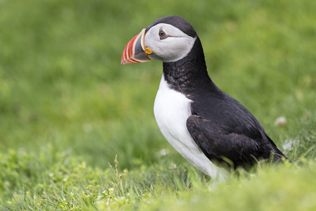 海雀科的鸟图片