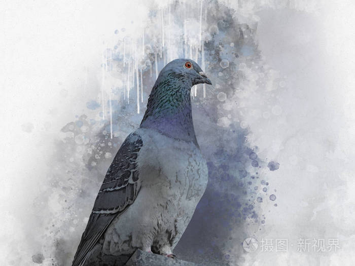 鸽子鸟的肖像水彩画鸟类插图